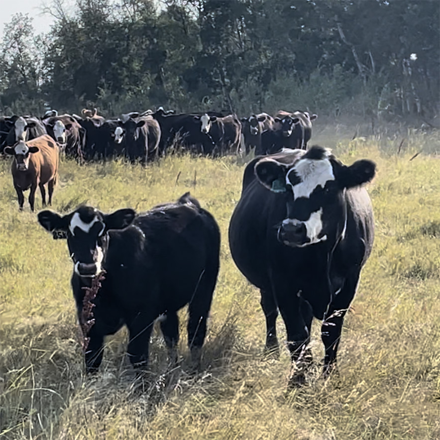 commercial heifers